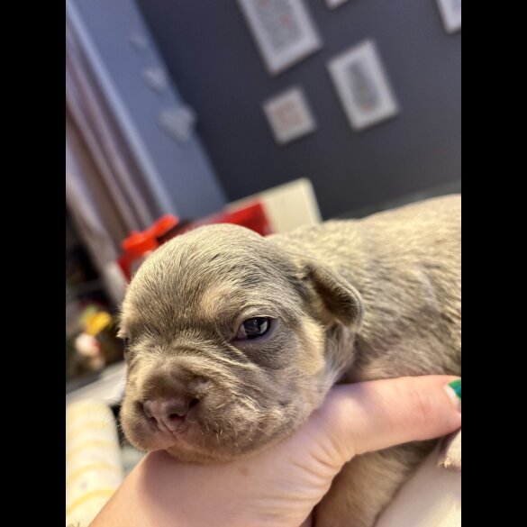 French Bulldog - Both