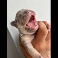 French Bulldog - Both