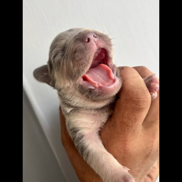 French Bulldog - Both