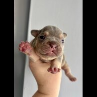 French Bulldog - Both