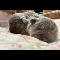 French Bulldog - Both