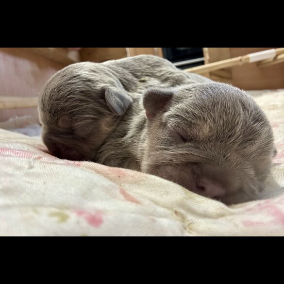 French Bulldog - Both