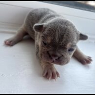 French Bulldog - Both