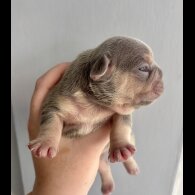 French Bulldog - Both