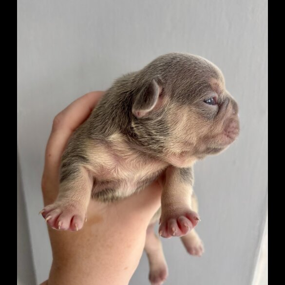 French Bulldog - Both