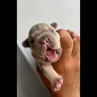 French Bulldog - Both