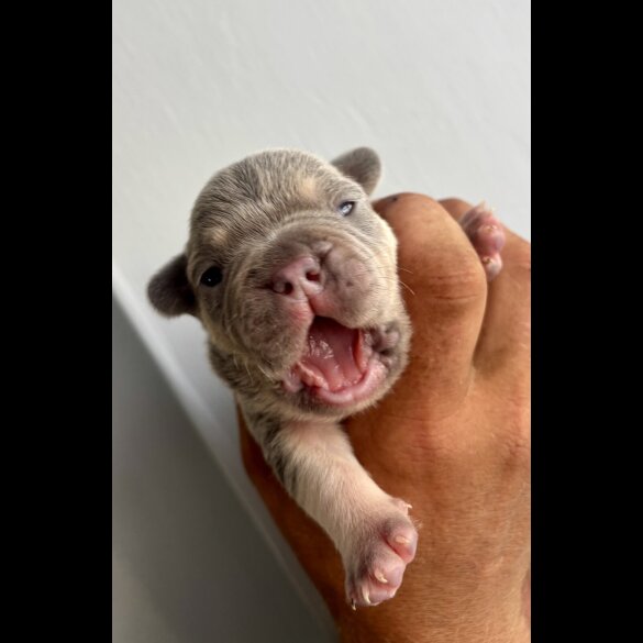 French Bulldog - Both