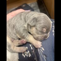 French Bulldog - Both