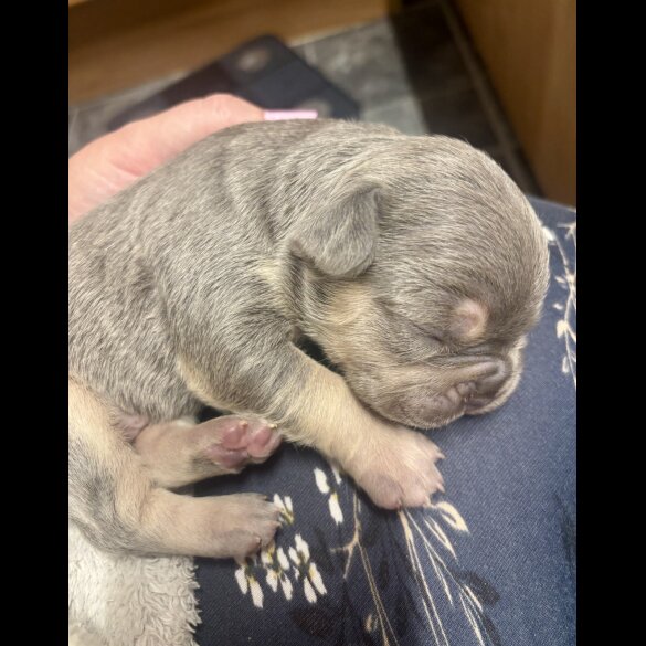 French Bulldog - Both