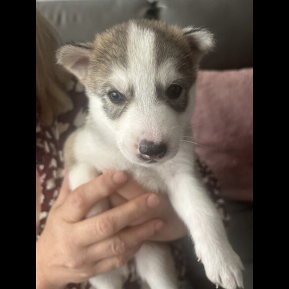 Siberian Husky - Both
