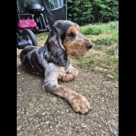 Cocker Spaniel (Show) - Both