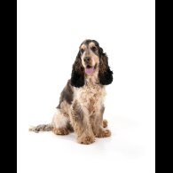 Cocker Spaniel (Show) - Both