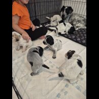 Cocker Spaniel (Show) - Both