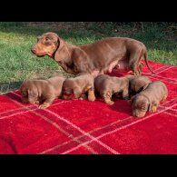 Dachshund (Smooth Haired) - Both