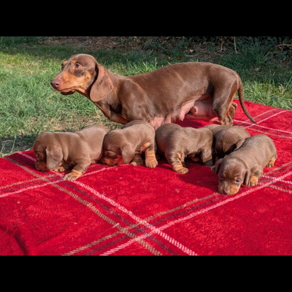 Dachshund (Smooth Haired) - Both