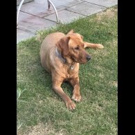 Labrador Retriever - Both