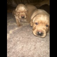 Labrador Retriever - Both