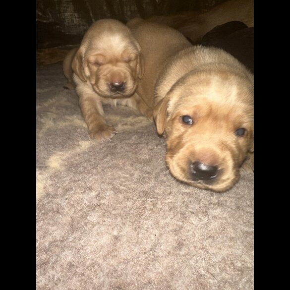 Labrador Retriever - Both