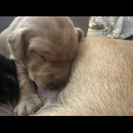 Labrador Retriever - Both