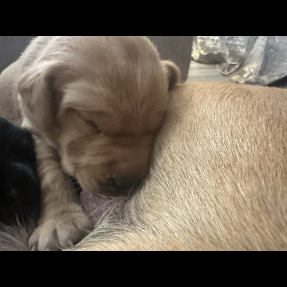 Labrador Retriever - Both