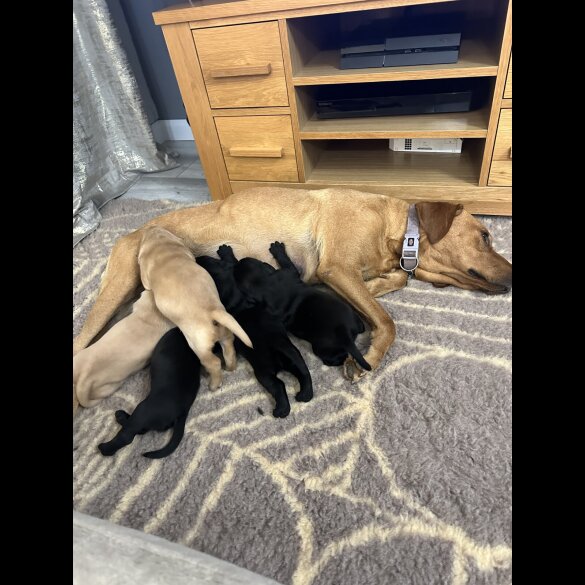 Labrador Retriever - Both