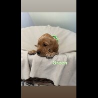 Labrador Retriever - Both