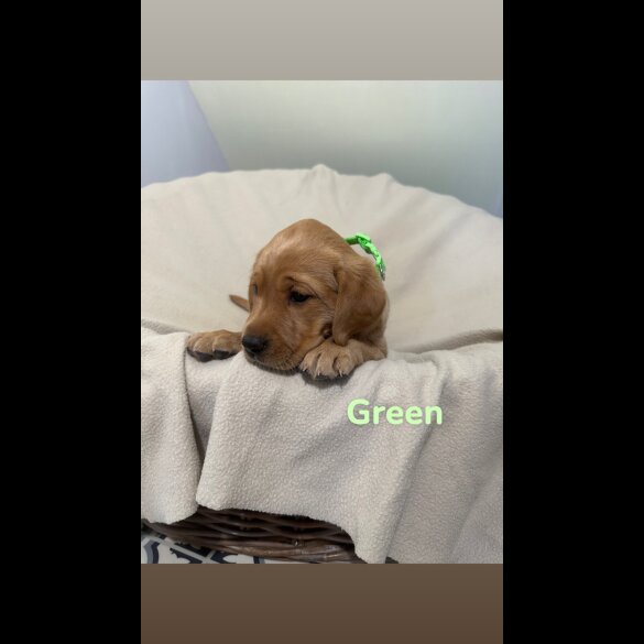 Labrador Retriever - Both