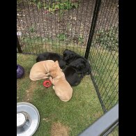 Labrador Retriever - Both