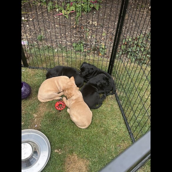 Labrador Retriever - Both