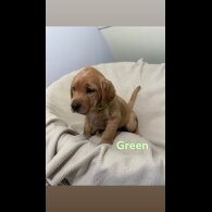 Labrador Retriever - Both