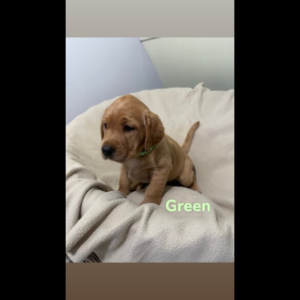 Labrador Retriever - Both