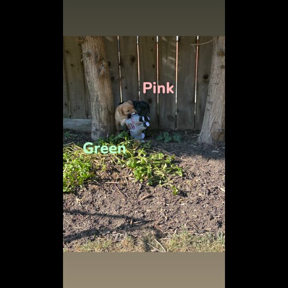 Labrador Retriever - Both