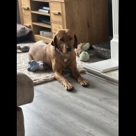 Labrador Retriever - Both