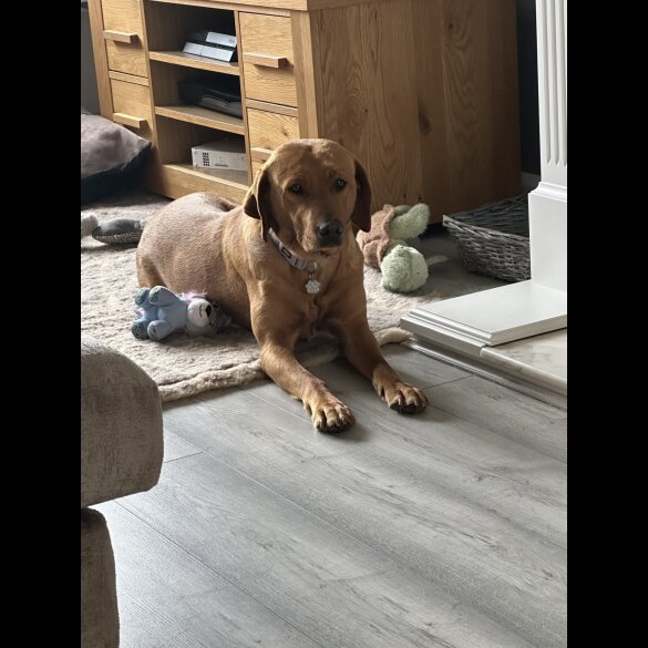 Labrador Retriever - Both