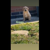 Labrador Retriever - Both