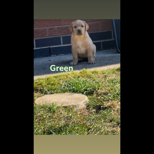 Labrador Retriever - Both