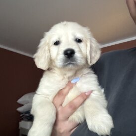 Golden Retriever - Both
