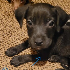 Mixed Breed - Dogs