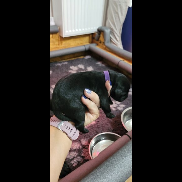Labrador Retriever - Both