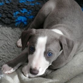 Whippet - Both