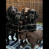 Cocker Spaniel (Show) - Both