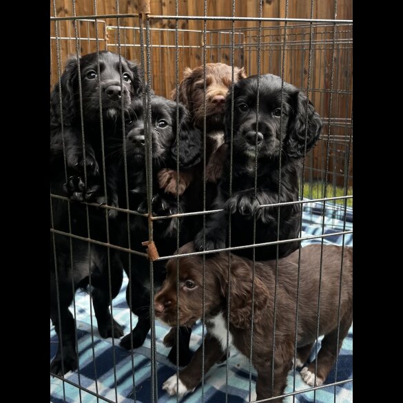 Cocker Spaniel (Show) - Both