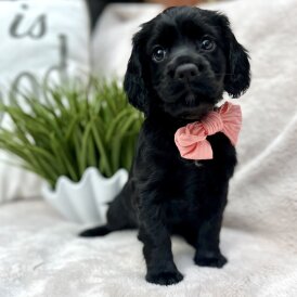 Cocker Spaniel (Show) - Both