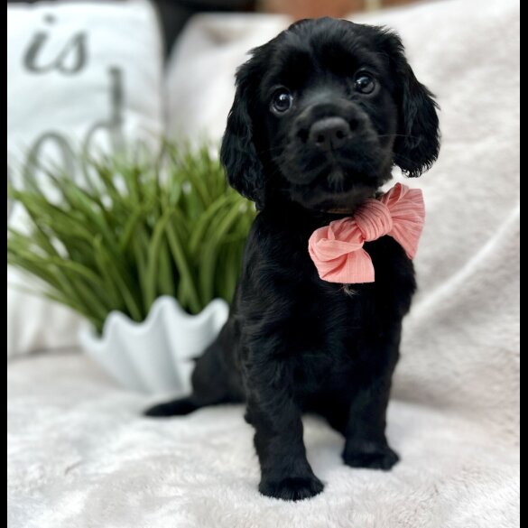 Cocker Spaniel (Show) - Both