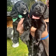 Cocker Spaniel (Show) - Both