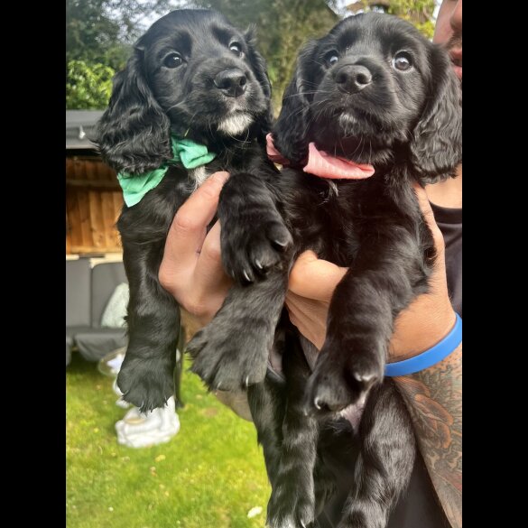 Cocker Spaniel (Show) - Both