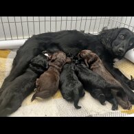 Cocker Spaniel (Show) - Both