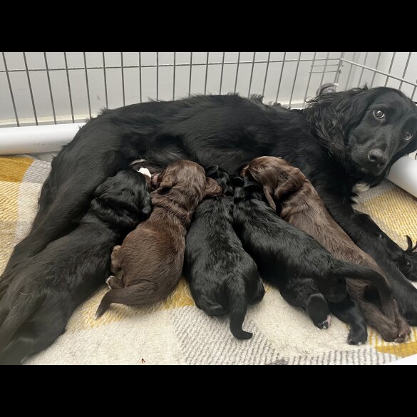 Cocker Spaniel (Show) - Both