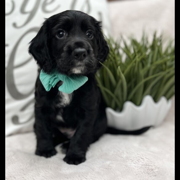 Cocker Spaniel (Show) - Both