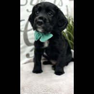 Cocker Spaniel (Show) - Both